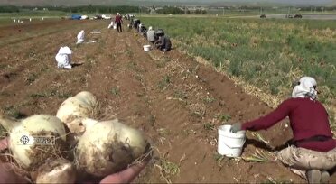 دلفان قطب تولیدات گیاهان داروی در لرستان