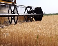برداشت گندم درآذربایجان غربی