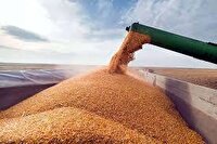 خرید۳۵ هزار تن گندم مازاد بر نیازکشاورزان چهارمحال و بختیاری