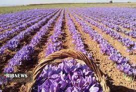 آغازفعالیت روستا بازارخرید و فروش گل زعفران در فاروج آغازفعالیت روستا بازارخرید و فروش گل زعفران در فاروج