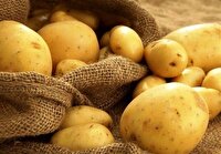 پیشبینی صادرات ۷۵ هزارتُن سیبزمینی از همدان