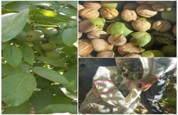 ۴۰۰ تن برداشت گردو حاصل اصلاح این محصول باغی در خوانسار