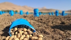 رونق کشت «ساگیتا» در چادگان