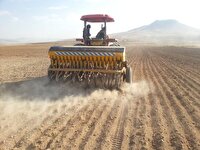 آغاز کشت گندم در بندرعباس