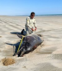 کشف لاشه دو دلفین در ساحل خلیج گواتر و خور باهو