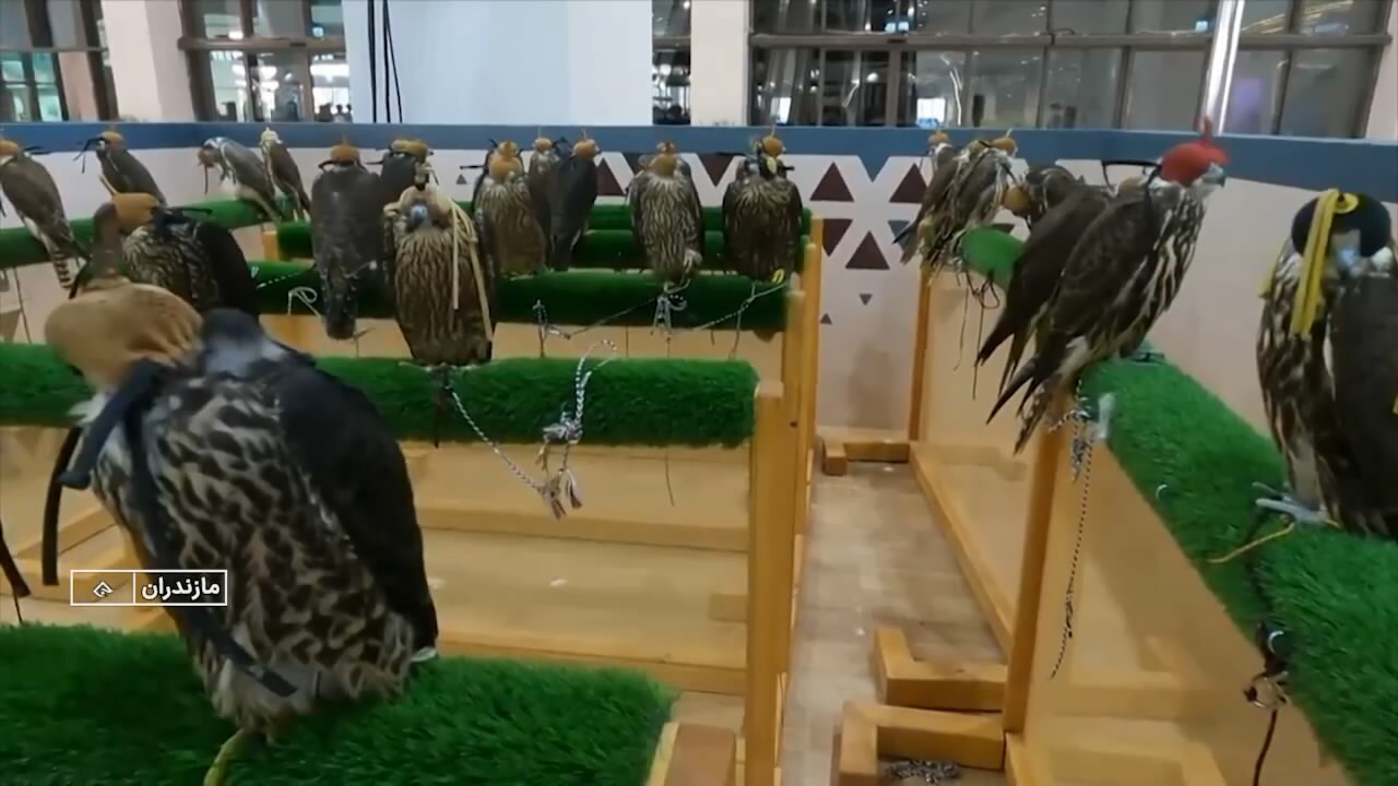 شکارچیان آسمان مازندران، در معرض شکار شکارچیان آسمان مازندران، در معرض شکار