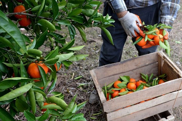 برداشت ۳۵ درصد از محصول مرکبات گیلان