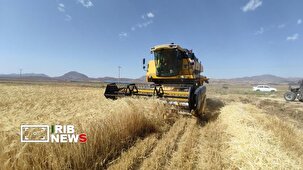 آغاز عملیات برداشت محصول جو از مزارع شرکت سهامی زراعی خضری