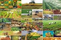 رونمایی از نخستین تقویم هوشمند کشاورزی در خراسان جنوبی