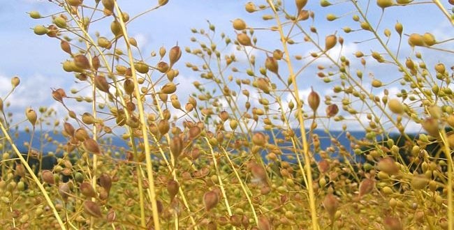 آغاز خرید دانههای روغنی در شهرستان شیروان آغاز خرید دانههای روغنی در شهرستان شیروان