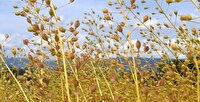 آغاز خرید دانه‌های روغنی در شهرستان شیروان