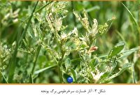 آشنایی با مدیریت مهمترین آفات ملکه گیاهان علوفه‌ای، یونجه