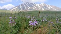 برف‌روبی ایل راه‌ها با کوچ عشایر شمال غرب به مراتع سهند