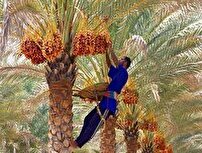 آغاز برداشت رطب نوبرانه آل مهتری در هرمزگان