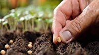 تولید ۹۸ درصد بذر مورد نیاز کشور در داخل 
