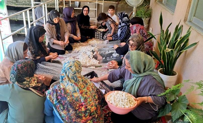آغاز برداشت پیلهتر ابریشم در روستای هنده خاله صومعهسرا آغاز برداشت پیلهتر ابریشم در روستای هنده خاله صومعهسرا