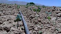 تولید و کشت لوبیا به روش نوین در اقلید