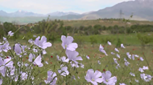 بهار در طبیعت تویسرکان