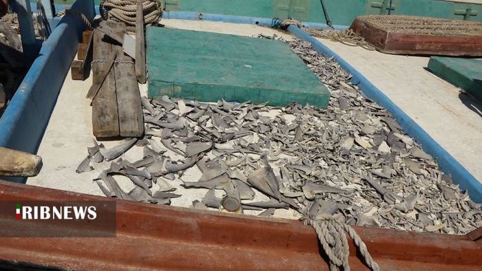 کشف محموله بزرگ باله‌های کوسه ماهیان در کیش - عکس: مظفر بختیاری