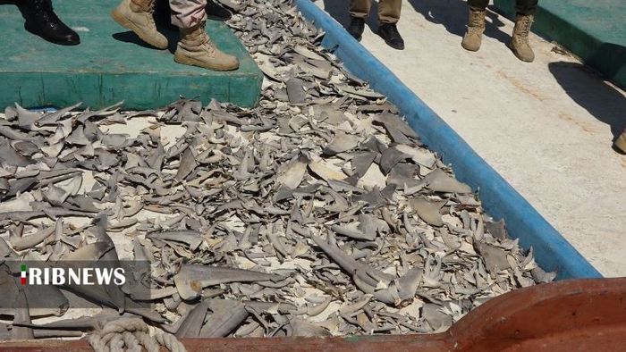 کشف محموله بزرگ باله‌های کوسه ماهیان در کیش - عکس: مظفر بختیاری