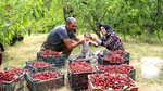 نسیم گیلان
