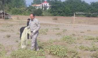 نسیم گیلان